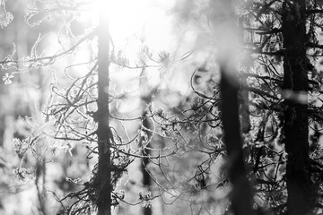 Black and white pine tree