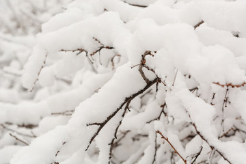 Bushes stand in the snow. The first snow in the forest on the bushes. In anticipation of the holiday.