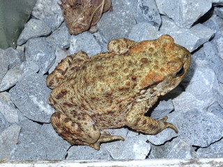 Toad