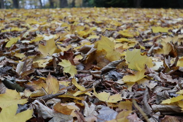 Herbstlicher Laubhaufen