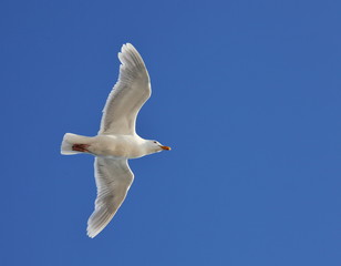 Glaucous Gull (Larus hyperboreus) on the wing - Arctic