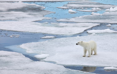Polar bear in natural environment