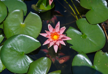 Beautiful lotus flower on water background with leaves in garden