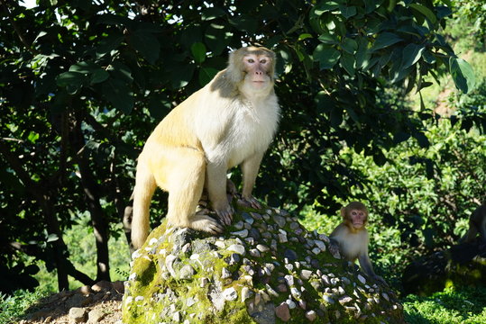  Rhesus Monkey (Macaca Mulatta)