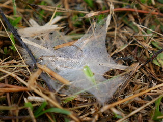 Dew drops on leaves of the grass in the morning, background in nature, macro.