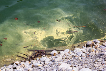 Pollen over water surface. Pollen from spring blossom causes allergy, such as hay fever, asthma.
