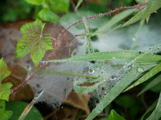 Dew drops on leaves of the grass in the morning, background in nature, macro.