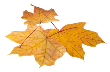 Fototapeta na wymiar yellow maple leaves isolated on white background