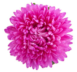 aster flowers isolated on white background