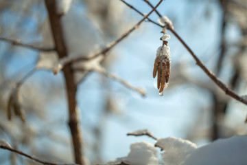 Frozen branch with burgeons