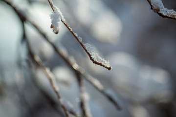 Frozen branch with burgeons. closeup shot. macro
