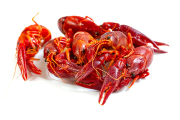 crayfish on white background