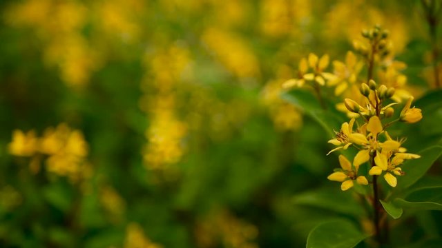Spring field of small yellow flowers of Galphimia. Evergreen shrub of star-shaped Golden Thryallis glauca. Ornamental bloom in natural sunlight of Gold Shower. Summer meadow background, soft focus.