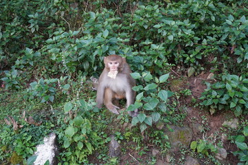  rhesus monkey (Macaca mulatta)