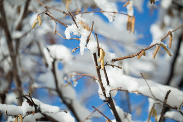 Frozen branch with burgeons. closeup shot. macro