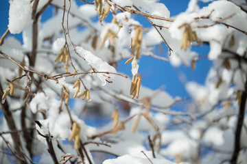 Frozen branch with burgeons. closeup shot. macro