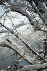 Frozen branch with burgeons