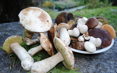 Funghi con piatto e sfondo sfocato