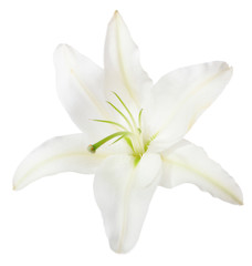 white lily  isolated on a white background