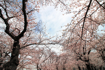 Obraz premium Japanese landscape with cherry blossoms