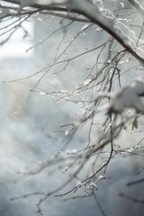 Frozen branch with burgeons