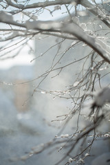 Frozen branch with burgeons