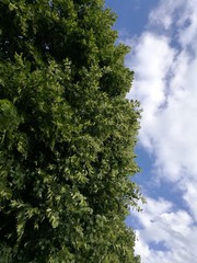 Obraz premium Linden and blue sky