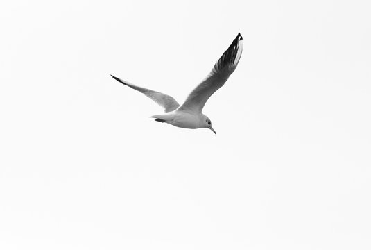 Seagull Against Sky