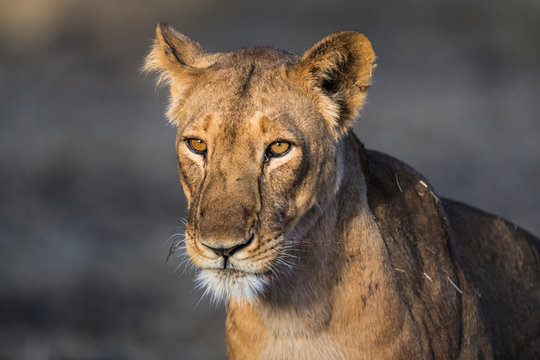 West African Lioness