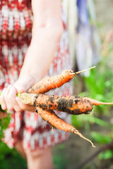 The wrinkled hands of an elderly person hold fresh carrots with earth and tops. Closeup carrot harvest in the hands of an elderly woman