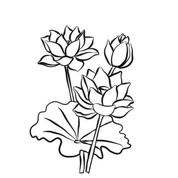 Beautiful lotus flowers black white isolated sketch