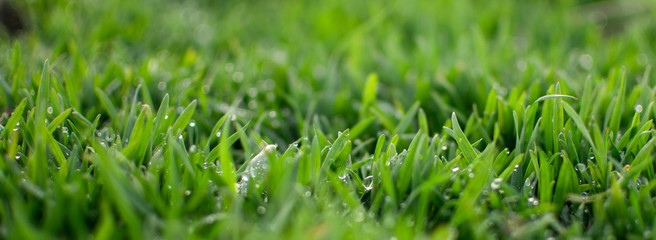 Morning grass. Morning dew. Dew on the grass. Dew