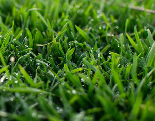 Morning grass. Morning dew. Dew on the grass. Dew