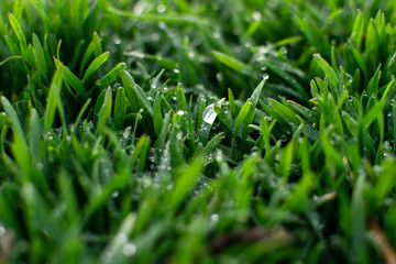 Morning grass. Morning dew. Dew on the grass. Dew