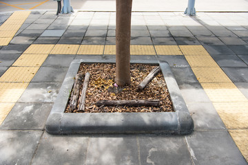 Naklejka premium Trees planted on walkway bangkok thailand.