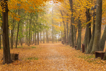 Fototapeta na wymiar November foggy autumn morning in the park