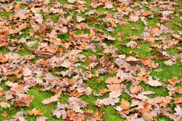 Oak leaves on the grass.