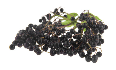 elderberry isolated on white background close up