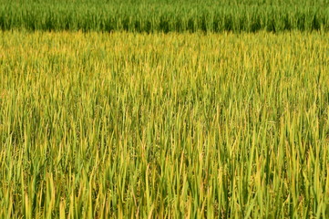 close up of ripening rice in a paddy field
