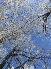 branches in the snow