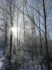 Obraz na płótnie Canvas Winter forest