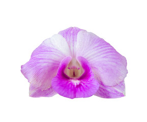 Beautiful purple orchids flower blooming isolated on white background