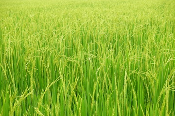 close up of ripening rice in a paddy field