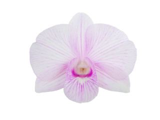 Naklejka na ściany i meble Beautiful purple orchids flower blooming isolated on white background