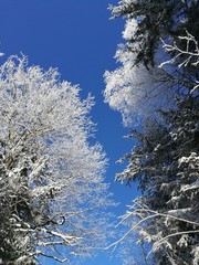 winter forest and blue sky