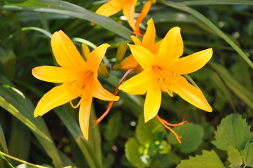 Fototapeta premium Flowering garden 4