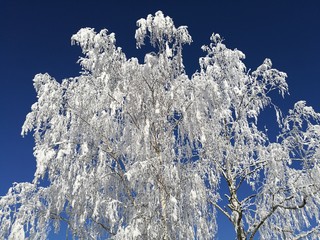 Fototapeta na wymiar birch in the snow