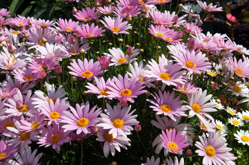 Fototapeta premium Sydney Australia, pink daisy's with yellow centre in the afternoon light