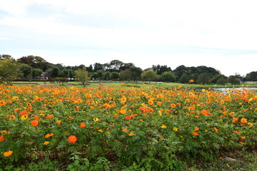 黄花コスモス咲く　偕楽園公園