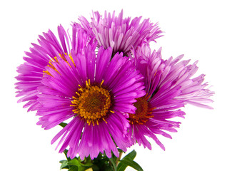 alpine aster isolated on white background